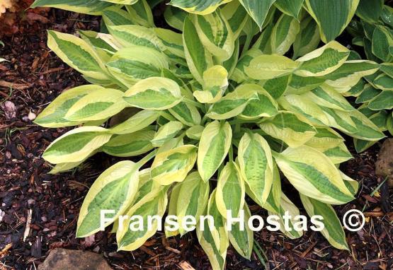 Hosta Yellow Polka Dot Bikini