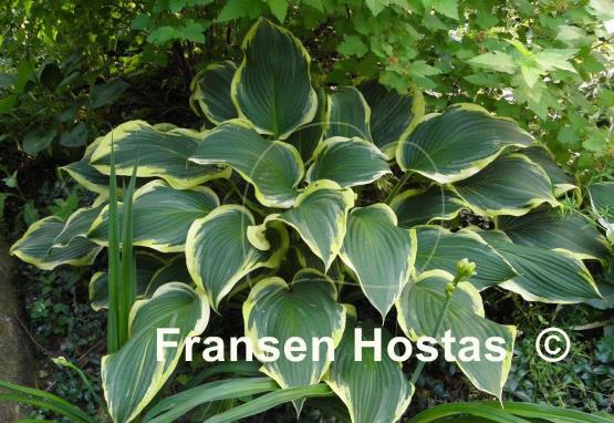 Hosta Yellow River