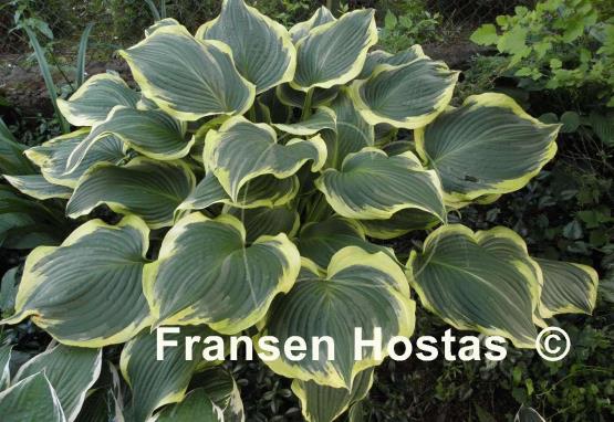 Hosta Yellow River