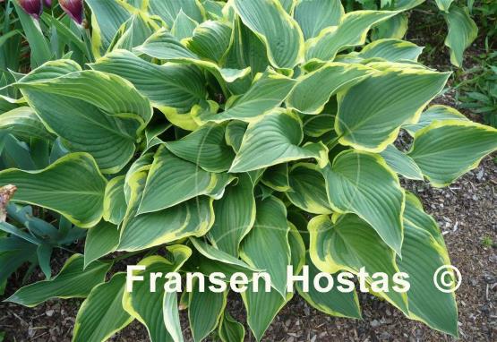 Hosta Yellow River