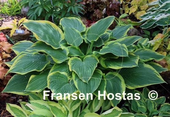 Hosta Yellow River