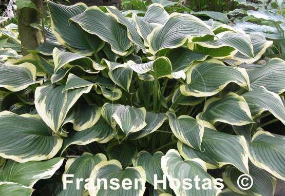 Hosta Yellow River