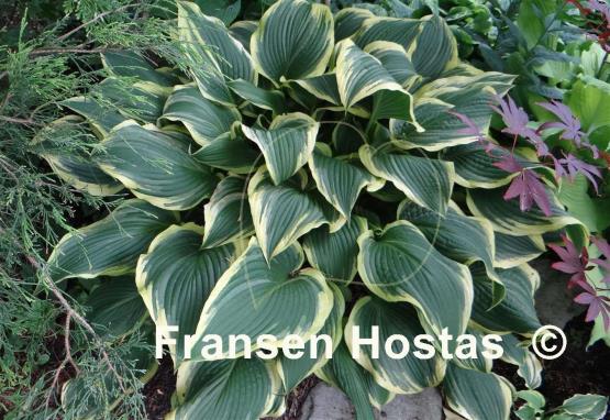 Hosta Yellow River