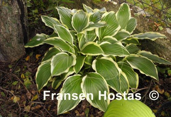 Hosta Yellow Splash Rim
