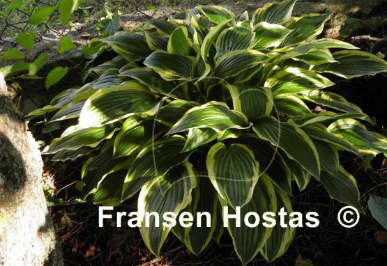 Hosta Yellow Splash Rim