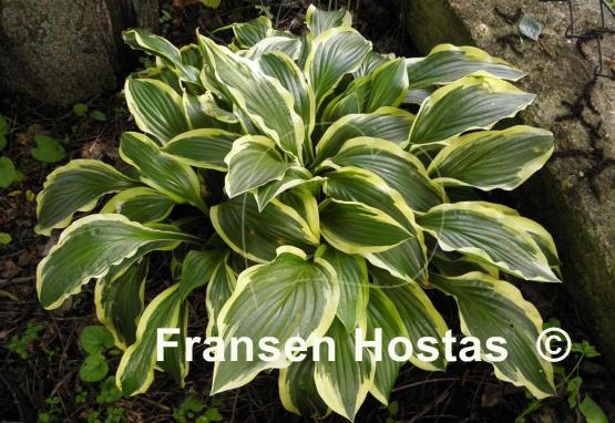 Hosta Yellow Splash Rim