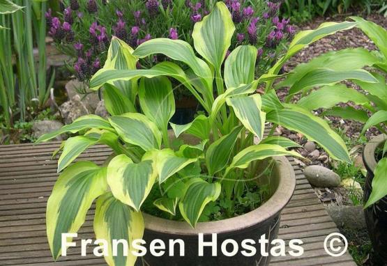 Hosta Yellow Splash Rim