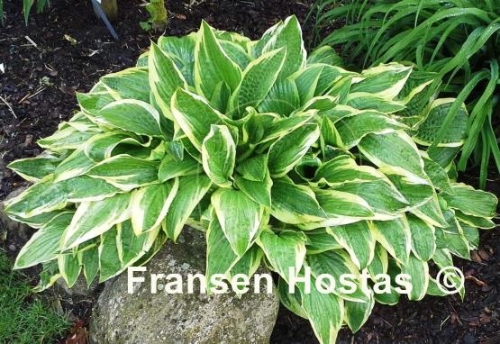Hosta Yellow Splash Rim