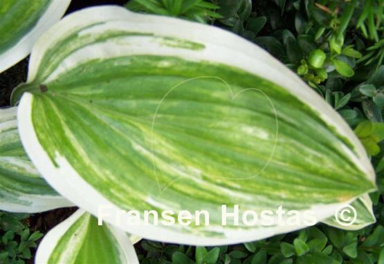 Hosta Yellow Splash
