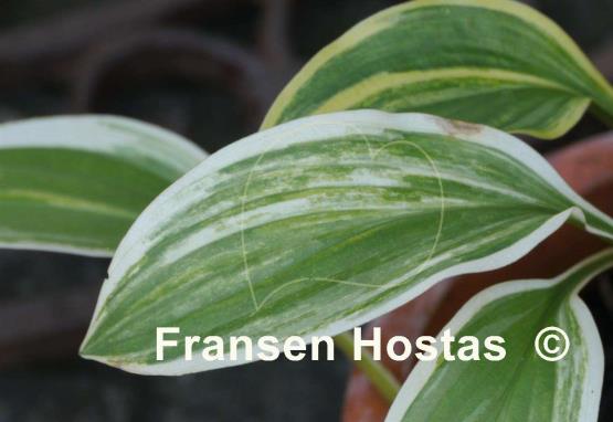 Hosta Yellow Splash