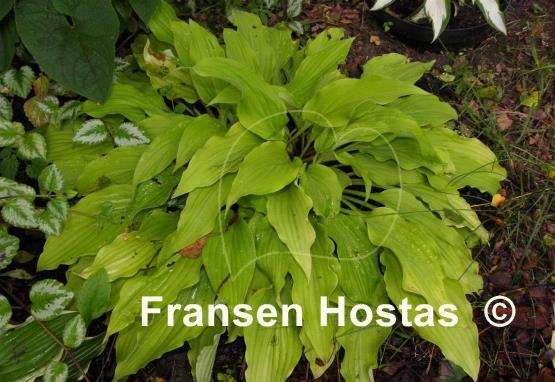 Hosta Yellow Waves