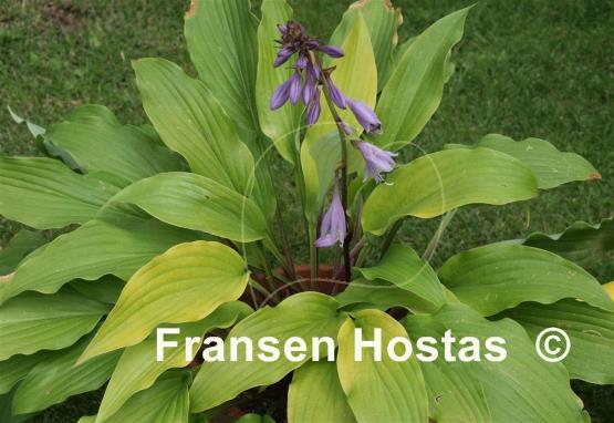 Hosta Yellow Waves