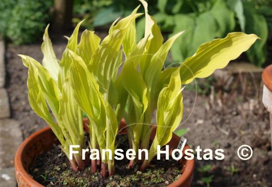 Hosta Yellow Waves