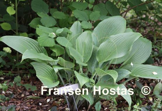 Hosta Yellow Waves