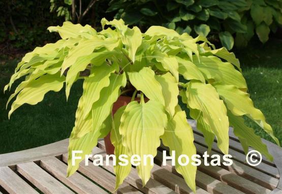 Hosta Yellow Waves