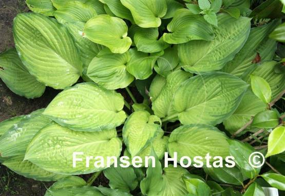 Hosta Yesterday's Memories