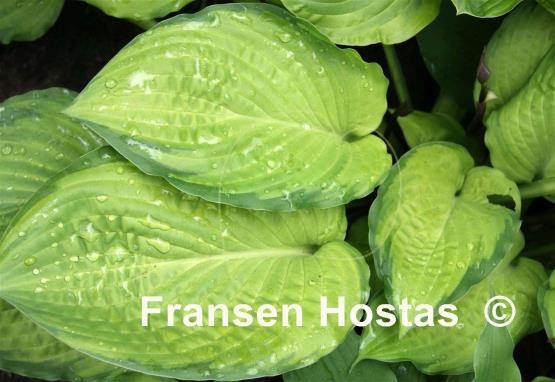 Hosta Yesterday's Memories