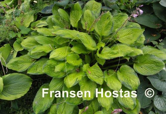 Hosta Yesterday's Memories