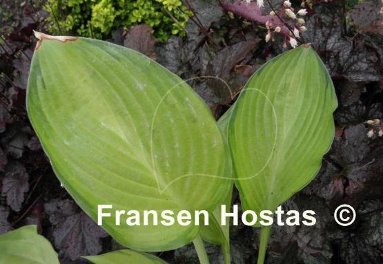 Hosta Yesterday's Memories