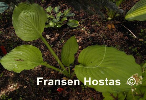 Hosta Yesterday's Memories