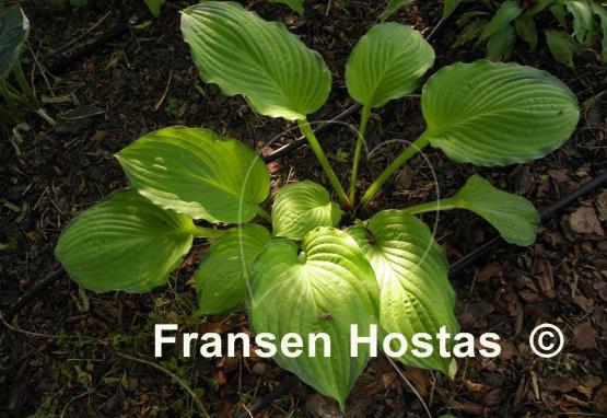 Hosta Yesterday's Memories