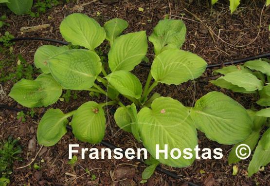 Hosta Yesterday's Memories