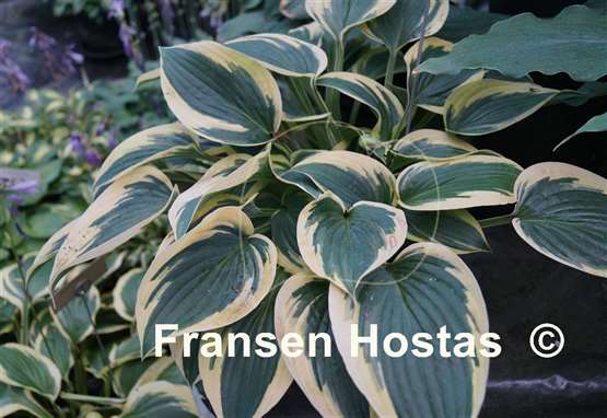 Hosta Yin