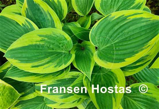 Hosta Yin