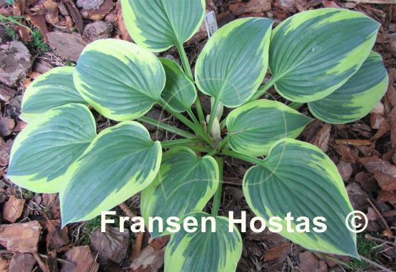 Hosta Yin