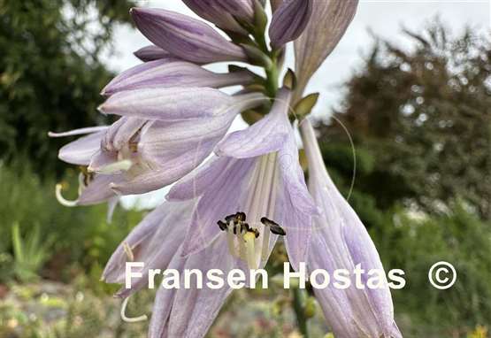Hosta Yippee