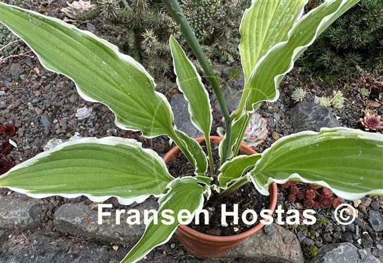 Hosta Yippee