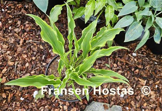 Hosta Yippee