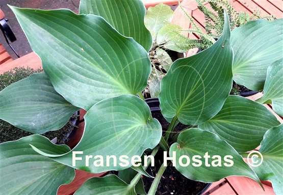Hosta Yoshi