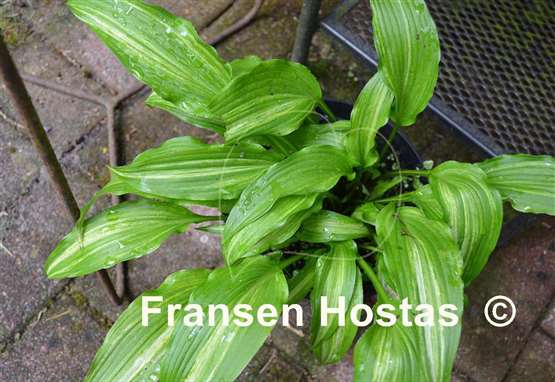 Hosta Yoshinogawa