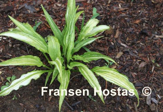 Hosta Yoshinogawa