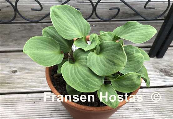 Hosta You're So Vein