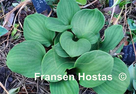 Hosta You're So Vein