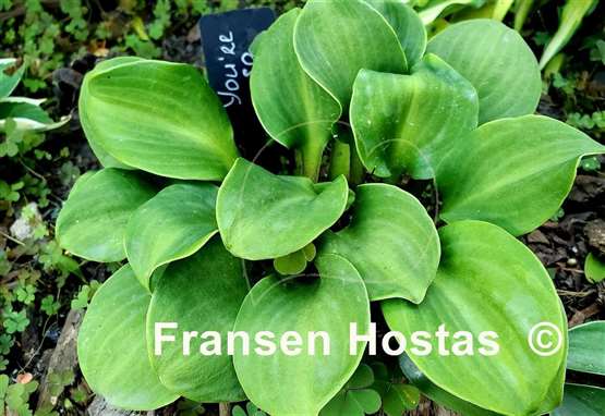 Hosta You're So Vein