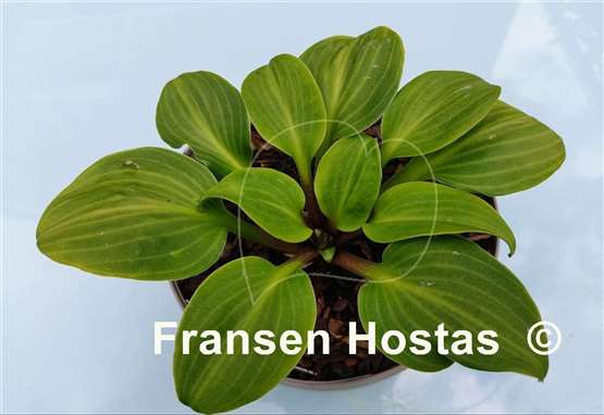 Hosta You're So Vein