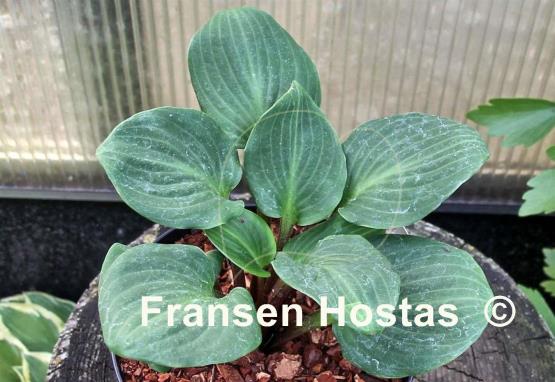 Hosta You're So Vein