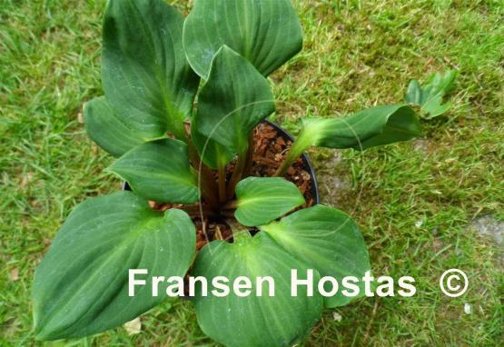 Hosta You're So Vein