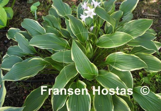 Hosta Yucca Ducka Do