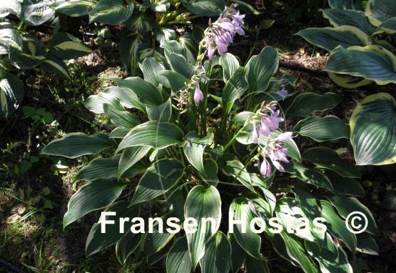 Hosta Yucca Ducka Do