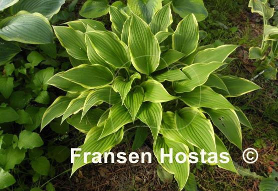Hosta Yucca Ducka Do