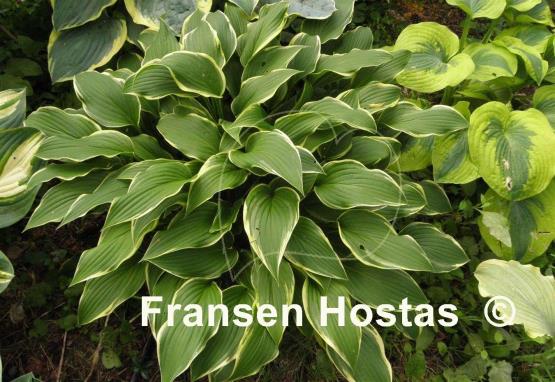 Hosta Yucca Ducka Do