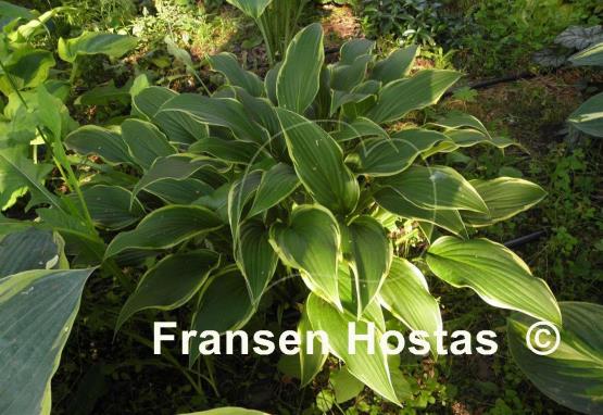 Hosta Yucca Ducka Do
