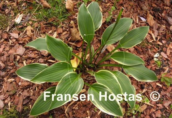 Hosta Yucca Ducka Do