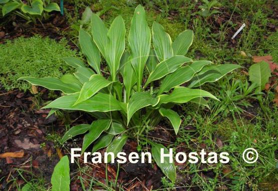Hosta Yucca Ducka Do