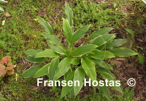 Hosta Yucca Ducka Do