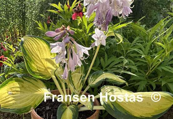 Hosta Yuuyakee